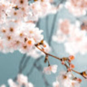 oana-andreeadanila avatar