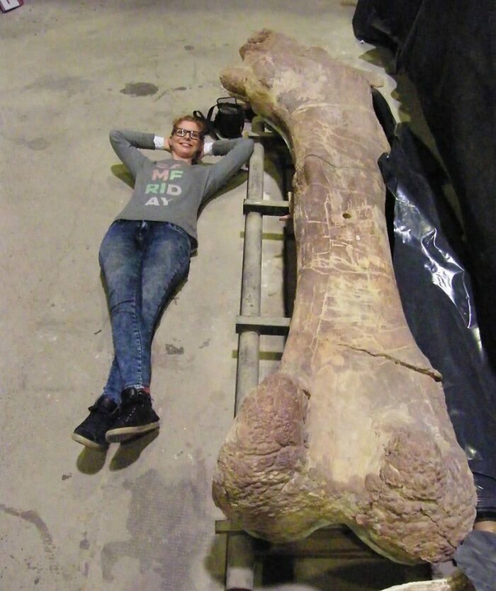 Femur Of A Patagotitan, One Of The Largest Sauropods To Ever Exist, Compared To A Human