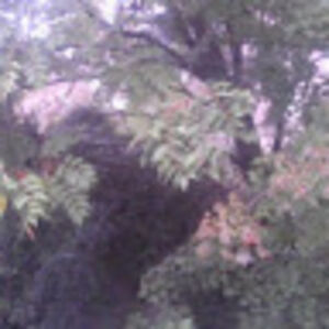 brycerobinson_1 avatar