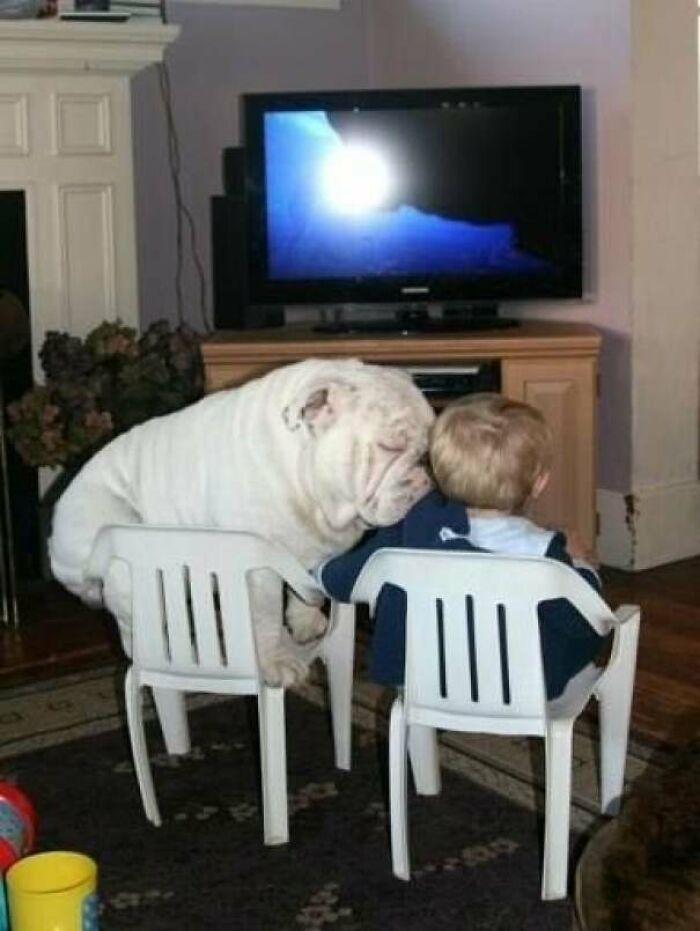 This Bulldog Squish Into Any Space As Along As He’s Close To His Human