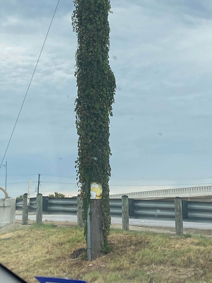 This Pole I Found