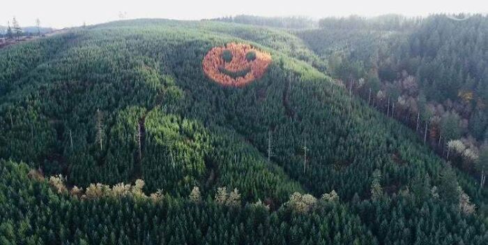 Cada otoño en Oregón, cuando cambian las hojas, surge esta imagen en un bosque de pinos