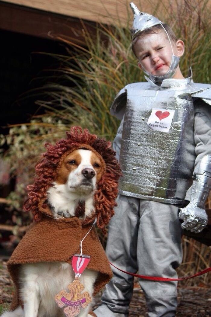 Our Son Had A Heart Transplant. My Wife Made Him A Tin Man Costume. Cowardly Lion Played By Murphy Jenkins
