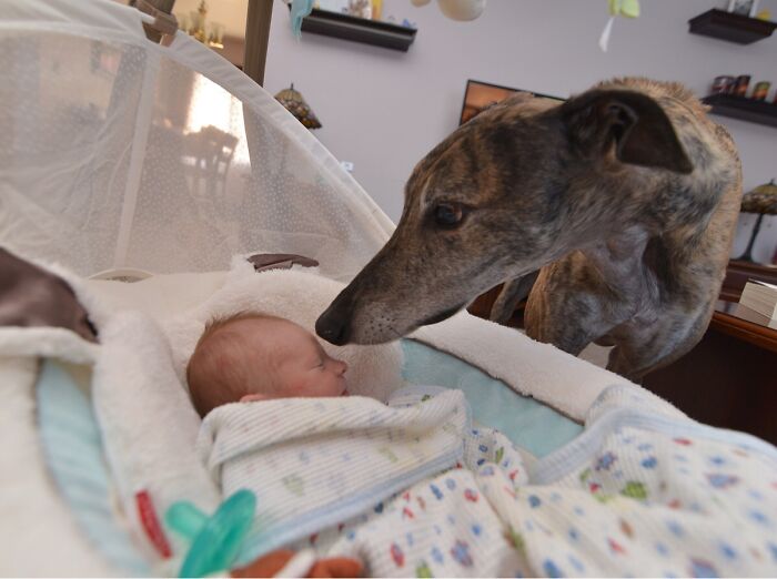 My Greyhound Meeting My Son