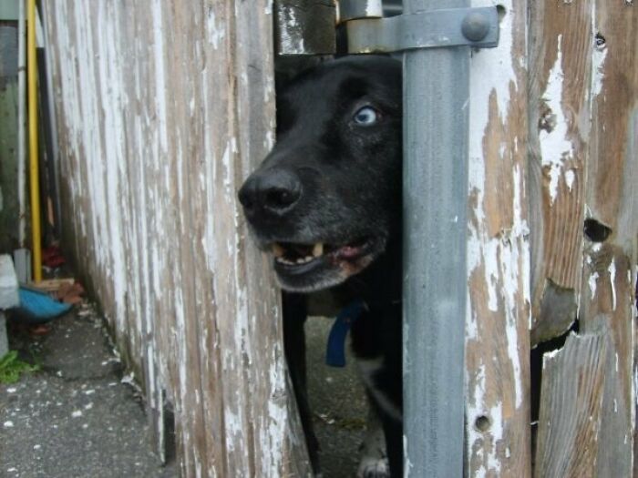 Here's My Late Dog Five Peeking Through The Fence