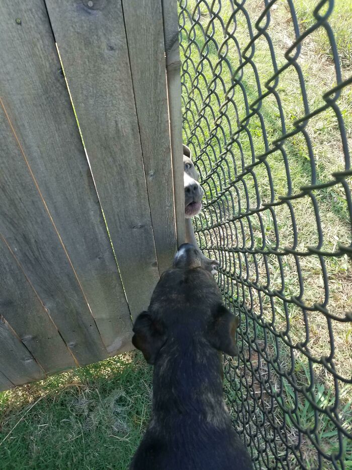 The Neighbors Dog Peeping Through The Fence