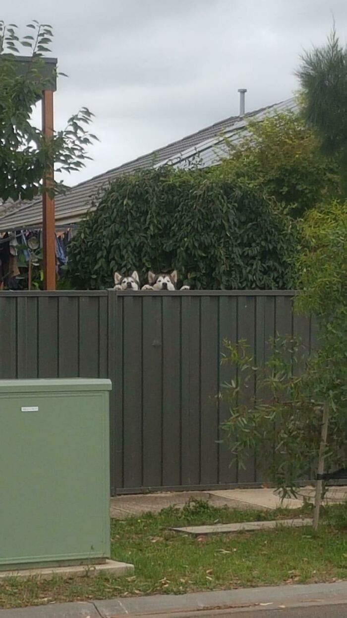 Peeping Over The Fence