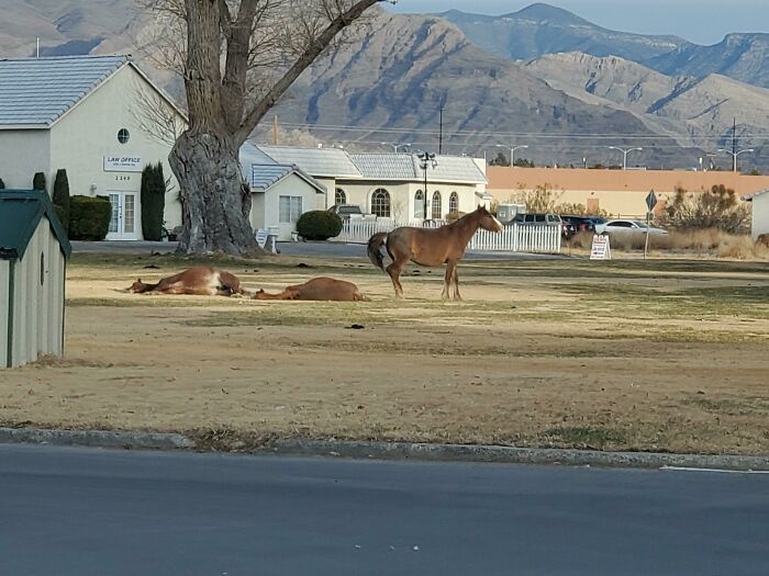 Wild Horses In The Town Center Where I Live