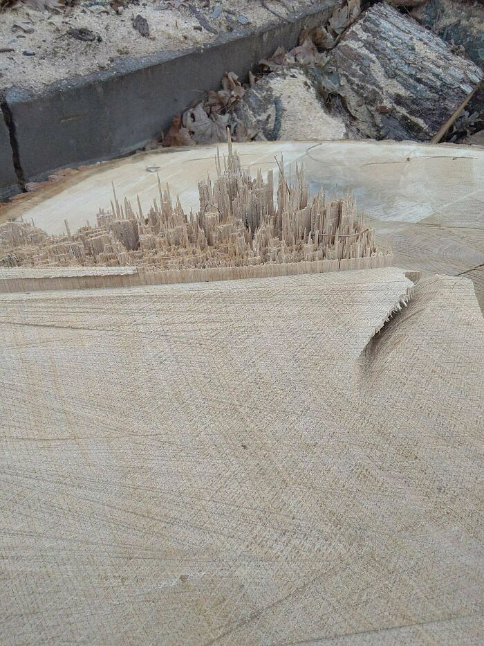 The Way This Tree Stump Has A Cityscape On It