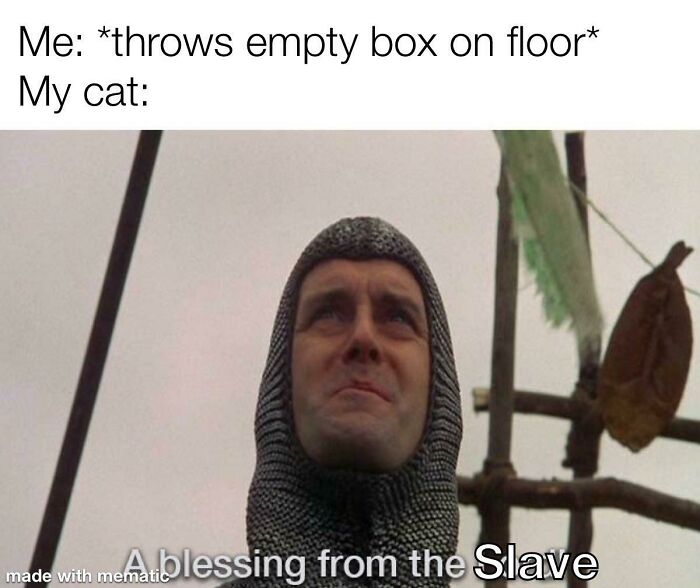 Cats Do Be Like That