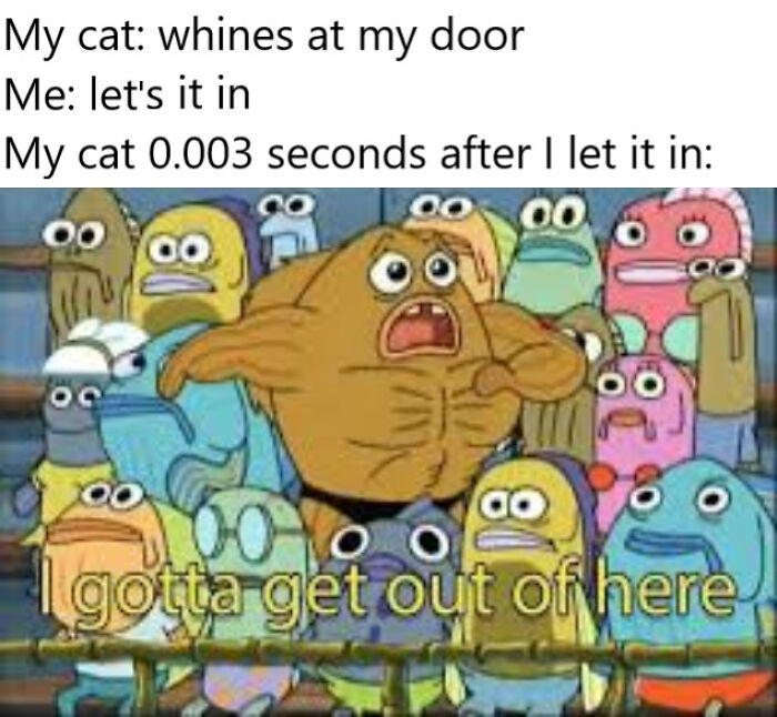 My Cat At My Door