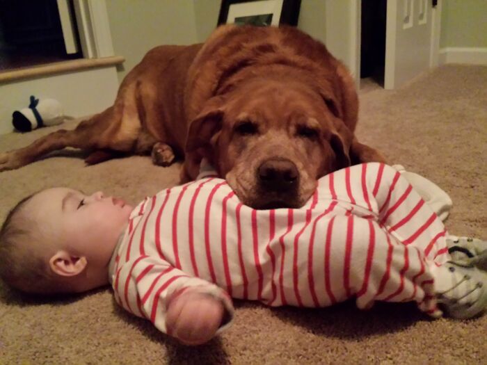 Had To Put My Dog Down A Few Months Ago. My Son Will Never Know How Much Griffin Loved Him