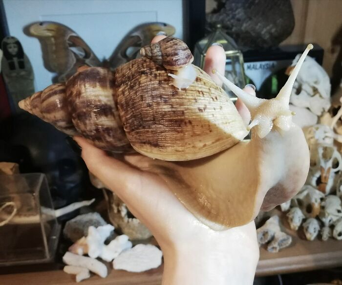 I Got My Huge Pet Snail A Small Pet Snail