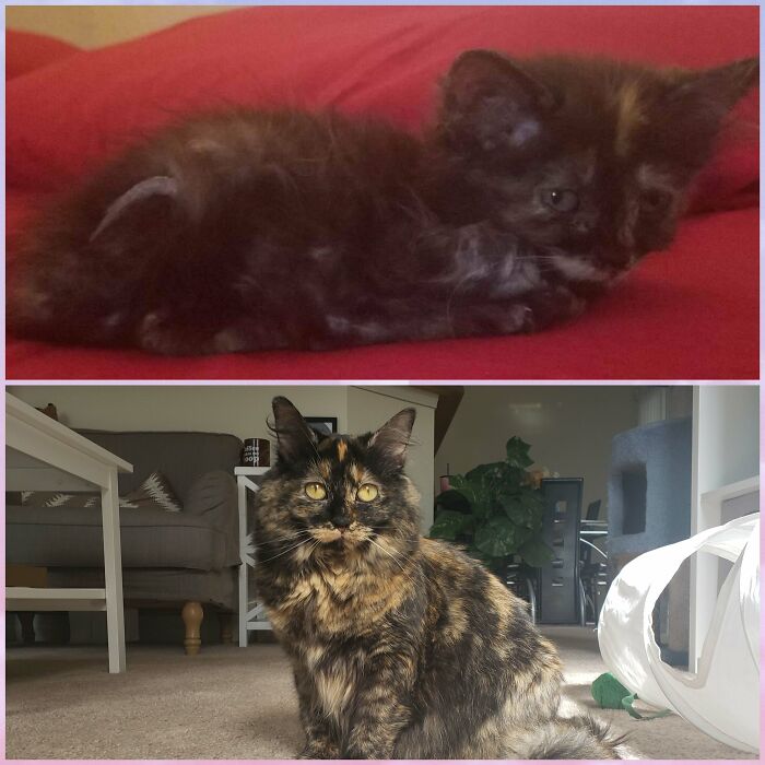 From A Tiny Rat Tale Baby Who Didn't Know How To Cat, To A Majestic Floof, Meet Yoda