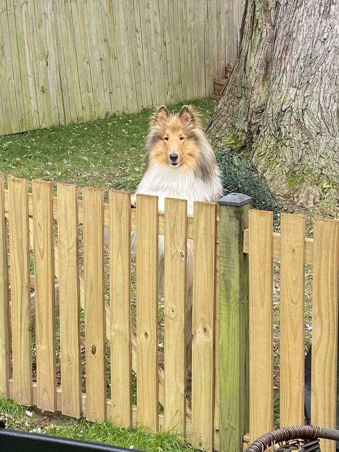 You Think This Fence Can Hold Me?