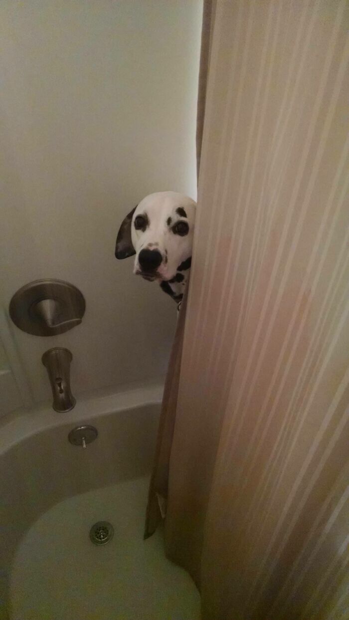 For My Cake Day, I Submit To You A Picture Of My Dog Peering At Me While I Shower. Every Day She Does This