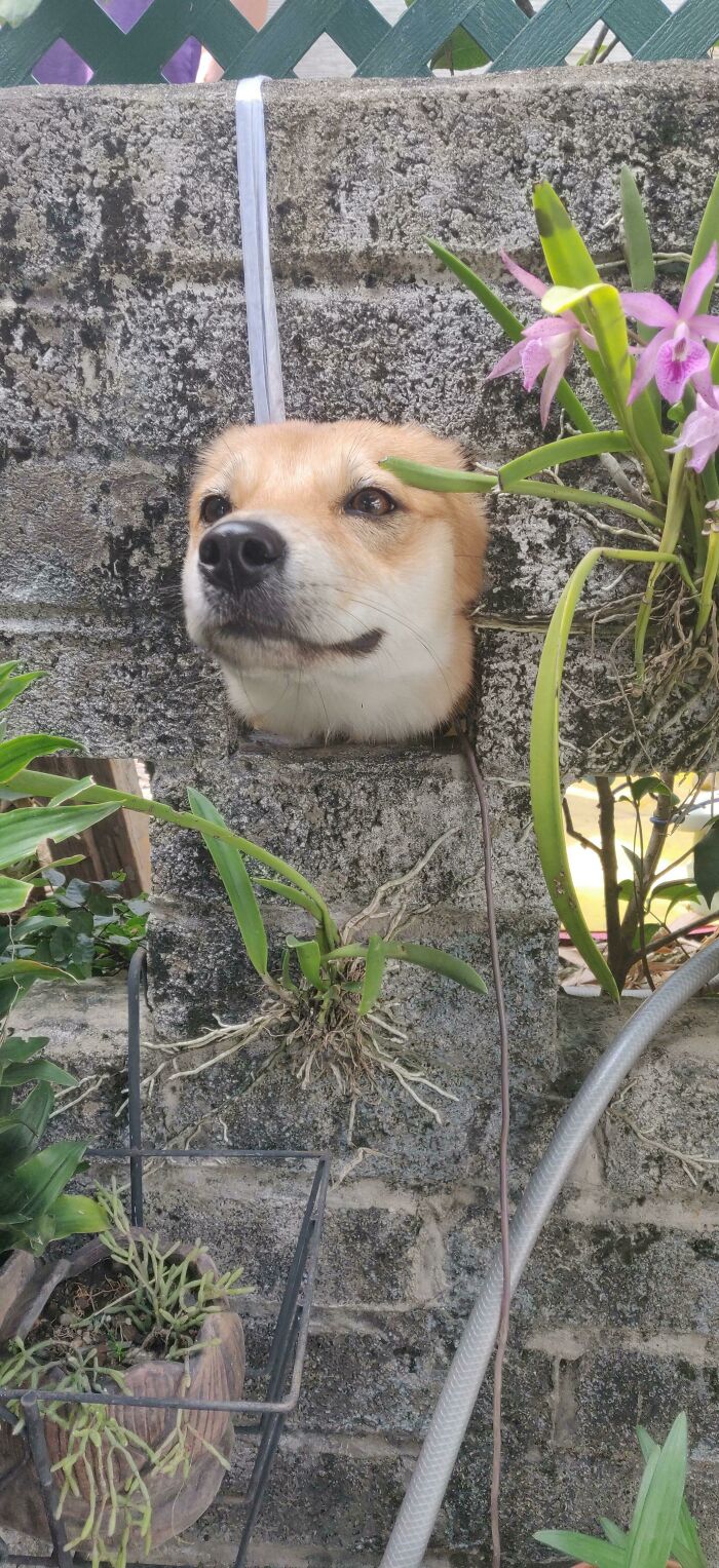 Un perro fisgoneando a través de un agujero