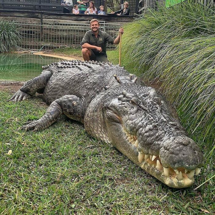  Elvis, del parque de reptiles australiano, es una Unidad Absoluta de un cocodrilo de agua salada