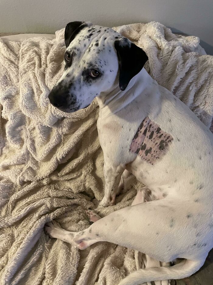 My Dog’s Spotted Skin Revealed By His Allergy Test Shave