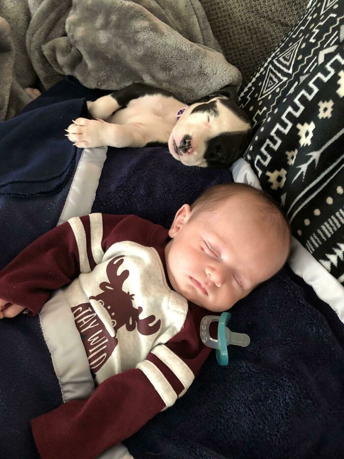 Got A Puppy And She And My Son Nap Together. A Boy And His Dog