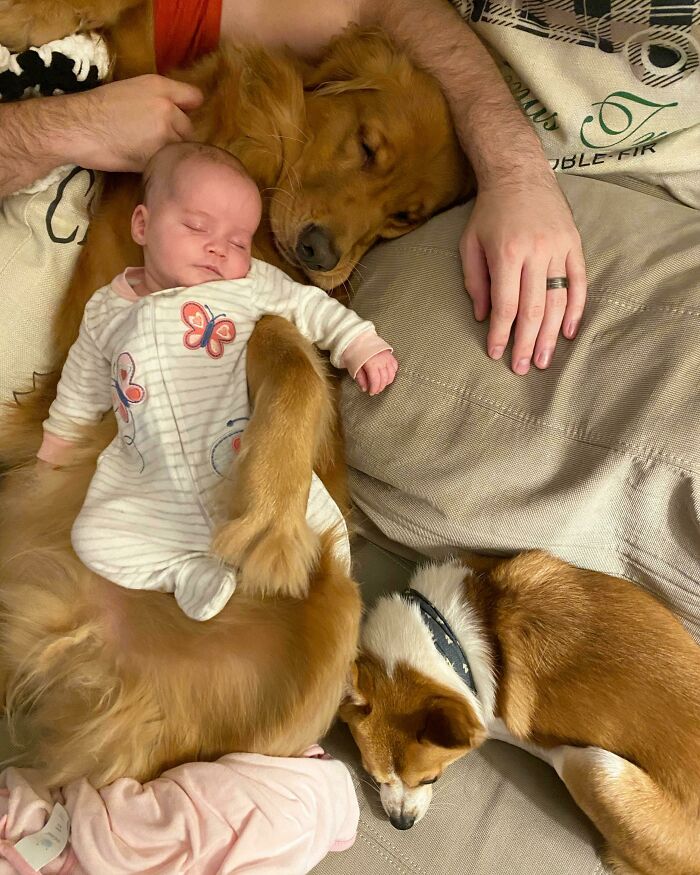 Teddy And Little Leo Have Claimed The Baby As Their Puppy And Will Never Let Her Go