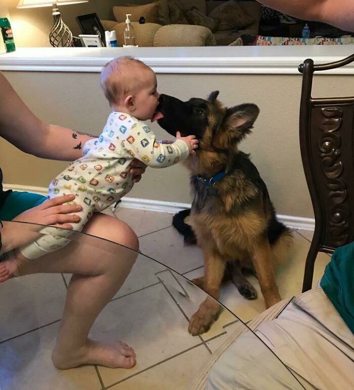 My Nephew Meeting The Puppy