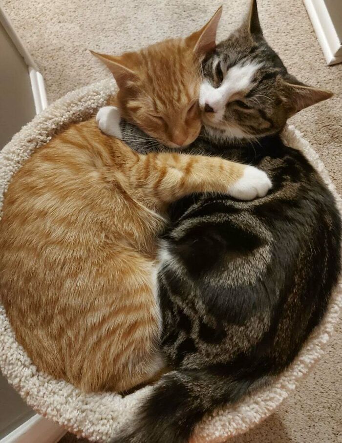 The Shelter Made A Rule That These Siblings Had To Be Adopted Together Because They Were Inseparable. They Sleep Like This Every Night