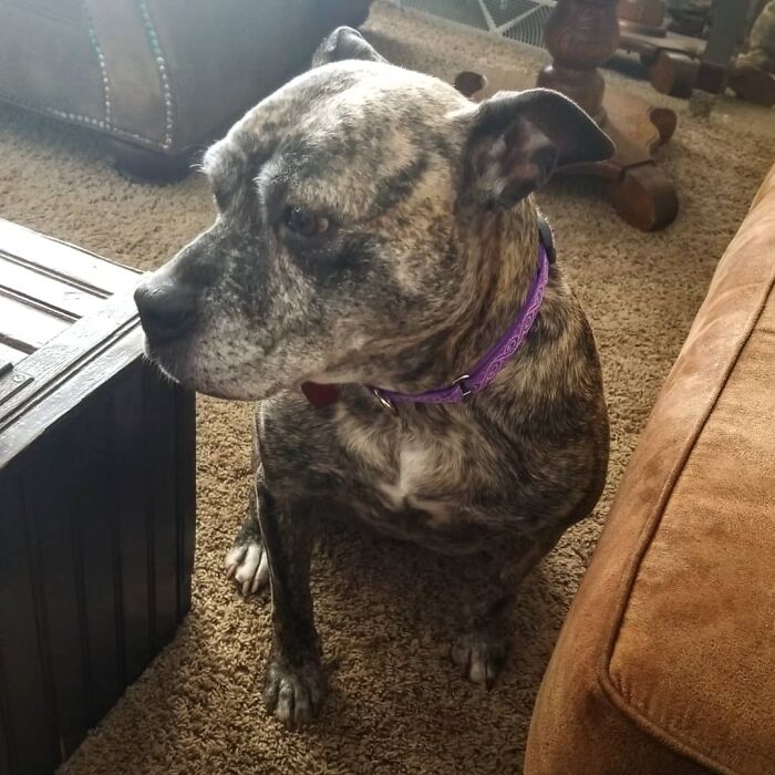 My Girlfriend And I Adopted A Senior Pitbull Mix That Wasn't Getting Too Much Interest At The Shelter. We Don't See Why, Because She Is A 57lbs Brick Of Love And Affection. Meet Tika