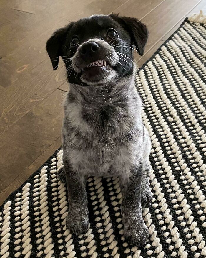 Meet Harlow! Adopted Yesterday And Already Working On Her Smile, It’s A Struggle Sometimes