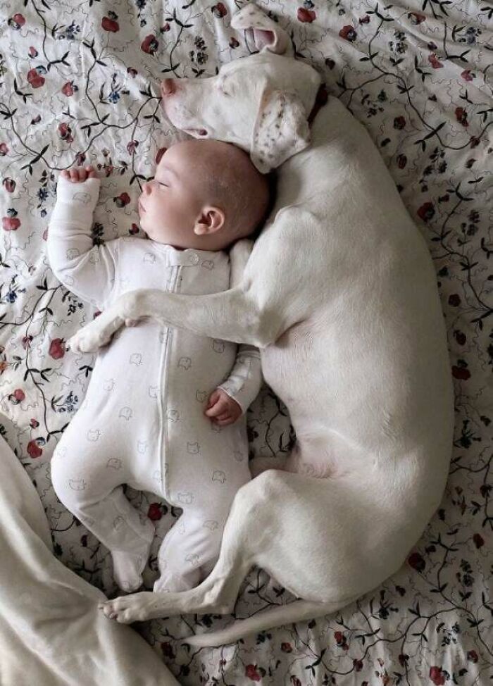 The Instinctual Love Between Babies And Dogs Is A Thing Of Beauty