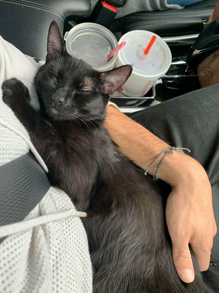 Picked Up A Rescue In Alabama, He’s Been Sleeping On My Arm All The Way To Florida. He’s So Content
