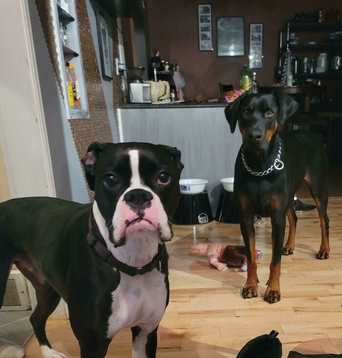 Rescued A 2 Year Old Doberman Today To Join My 3 Year Old Rescue Boxer. So Basically, Now I Have 2 Sets Of Disappointed Eyes That Would Like To Know Where I've Been And Why I Ever Thought It Was Ok To Leave The House!