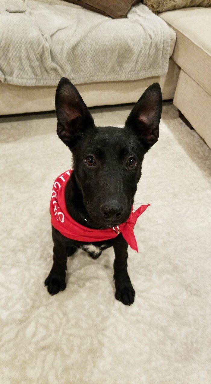 I Applied For Nearly Every Pointy Eared Puppy At Every Shelter In My City. Finally Was Approved, She's Been Home For 1 Month Today