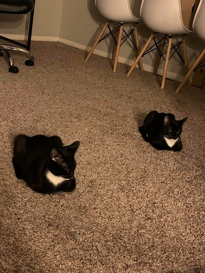 Tried To Adopt One Loaf, Ended Up With Twin Loaves