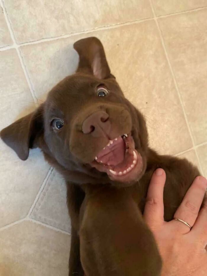 My Friends Adopted A New Puppy. Don’t Let The Poker Face Fool You; He’s Overjoyed