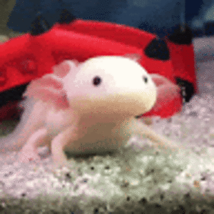 Pretty Axolotl