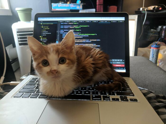 He Kept Trying To Ruin My Code, But Was Too Small To Push The Keys Down