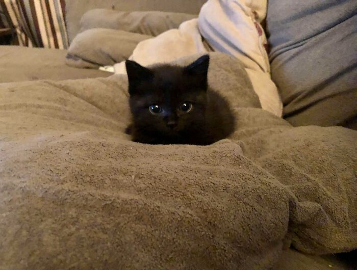 My Baby Void When She Was The Tiniest Of Soot Sprites