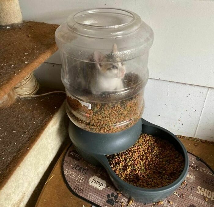 Found This Picture Of An Imprisoned Criminal Caught In The Act