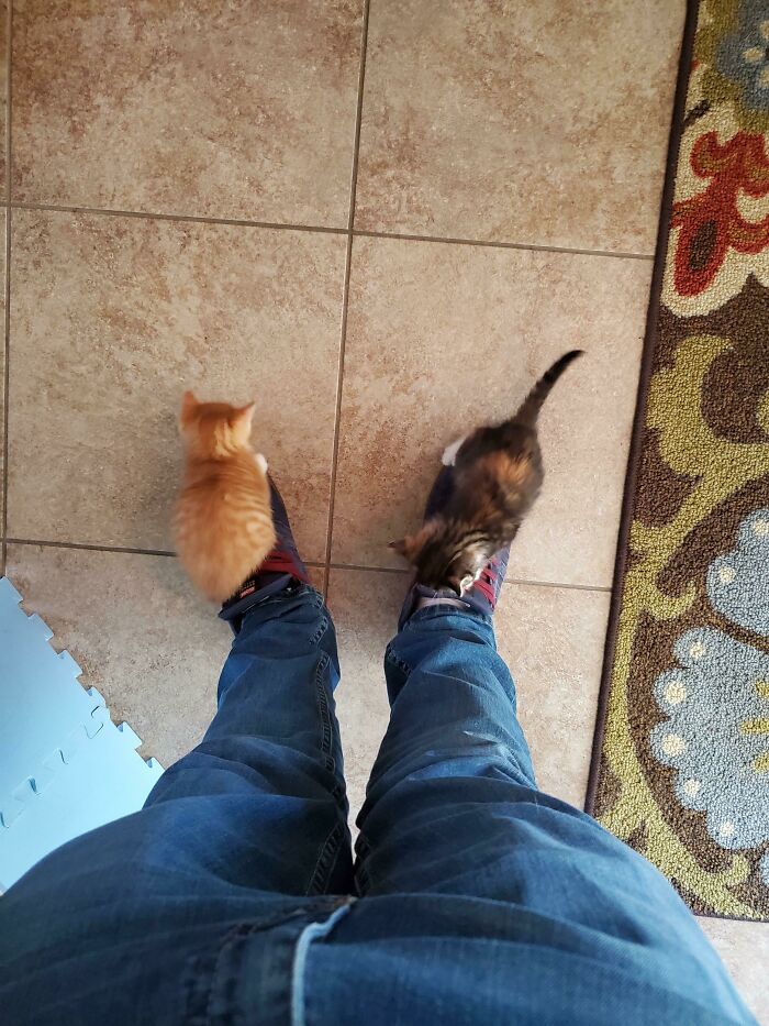These Two Delinquents My Friend Recently Adopted
