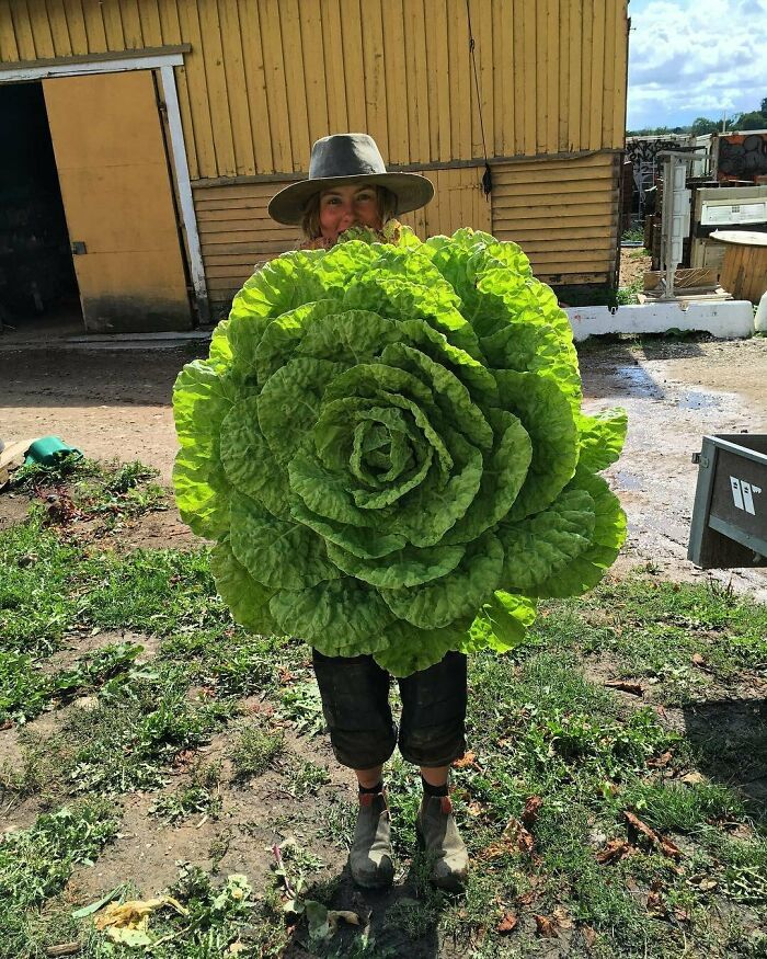 This Big Lettuce Compared To A Human