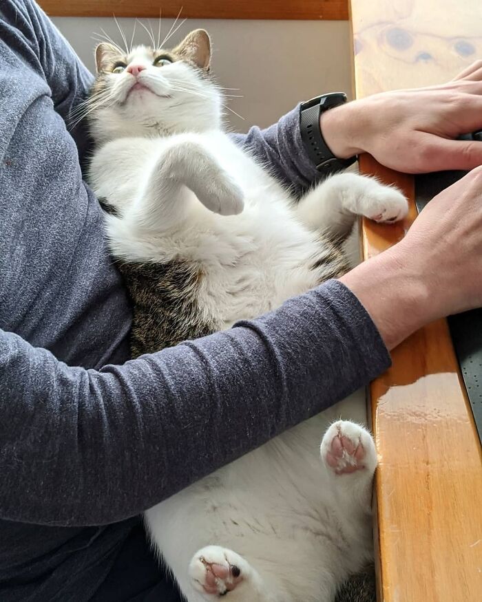 I Went Away For 3 Weeks, And Now My Cat Is In Love With My Husband