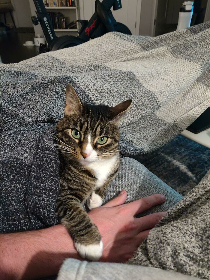 Acabo de intentar coger la mano de mi marido y a mi gato no le ha gustado nada