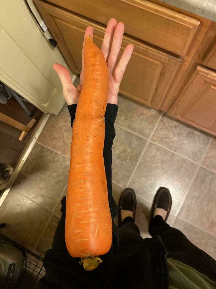 This Carrot Compared To An Arm