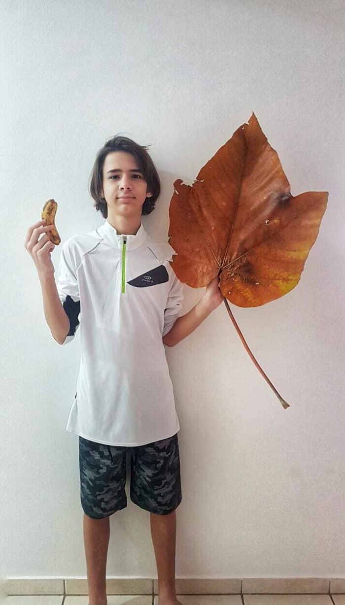 Today I Went To The Park And Found A Giant Leaf! And I Compared It To A Banana, And To Myself