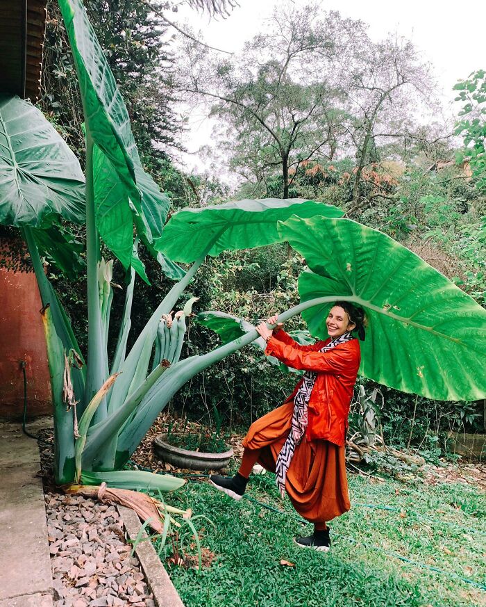 Giant Leaf Compared To A Human