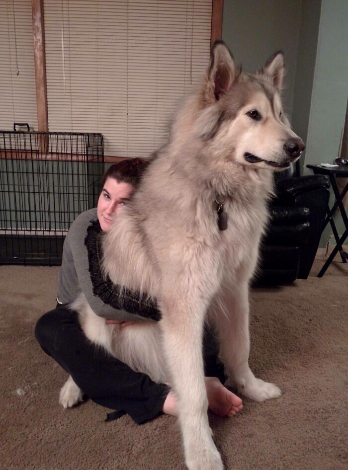 Size Of This Alaskan Malamute Compared To A Girl