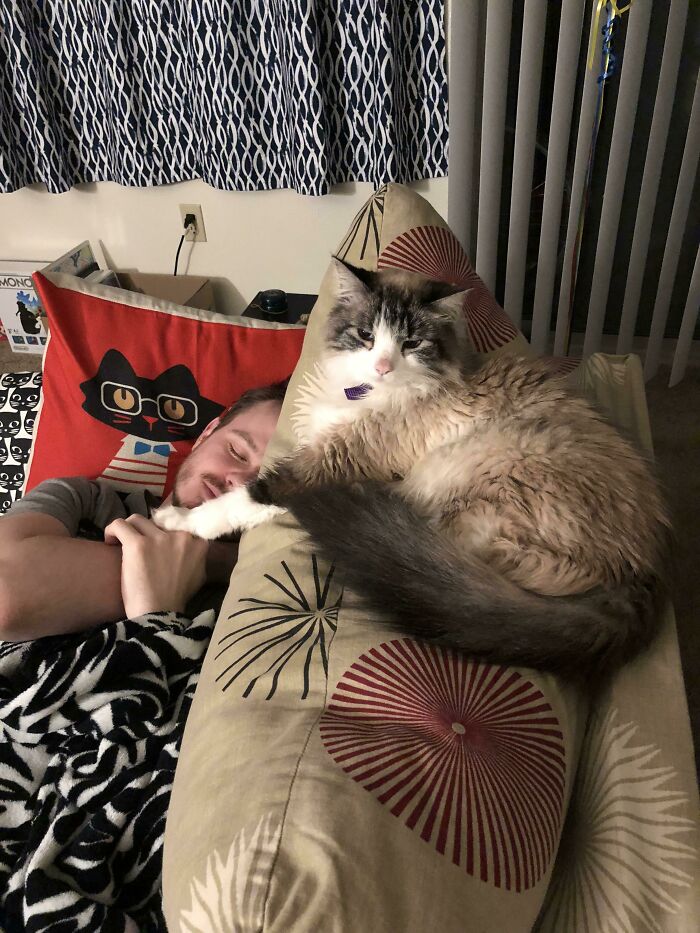 My Cat Is Trying To Steal My Boyfriend
