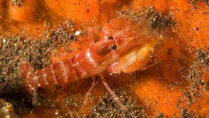 Til The Communal Chatter Of Snapping Shrimp Colonies On The Ocean Floor Created Enough White Noise That The U.S. Navy Successfully Hid Submarines Near Them During Wwii, Avoiding Detection By Underwater Japanese Hydrophones