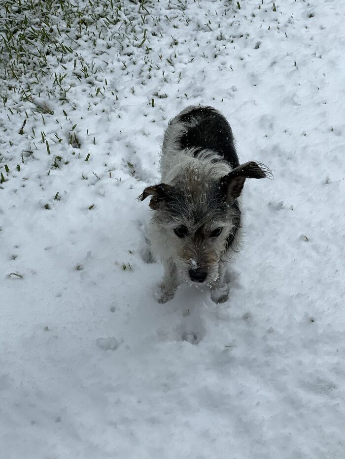 Lucy Enjoying The Texas Snow